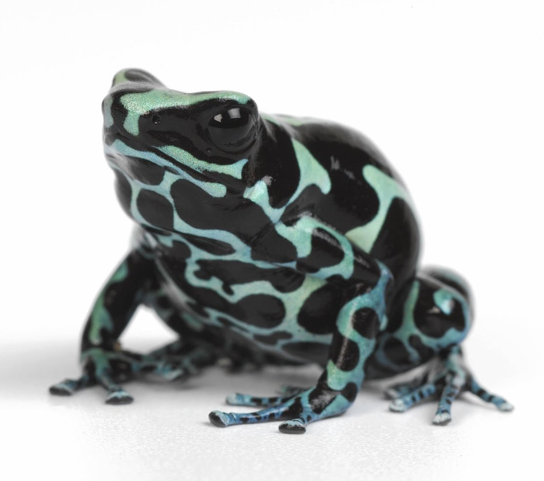 Poison Dart Frog Png Background Image - Poison Dart Frog Png (1116x988), Png Download