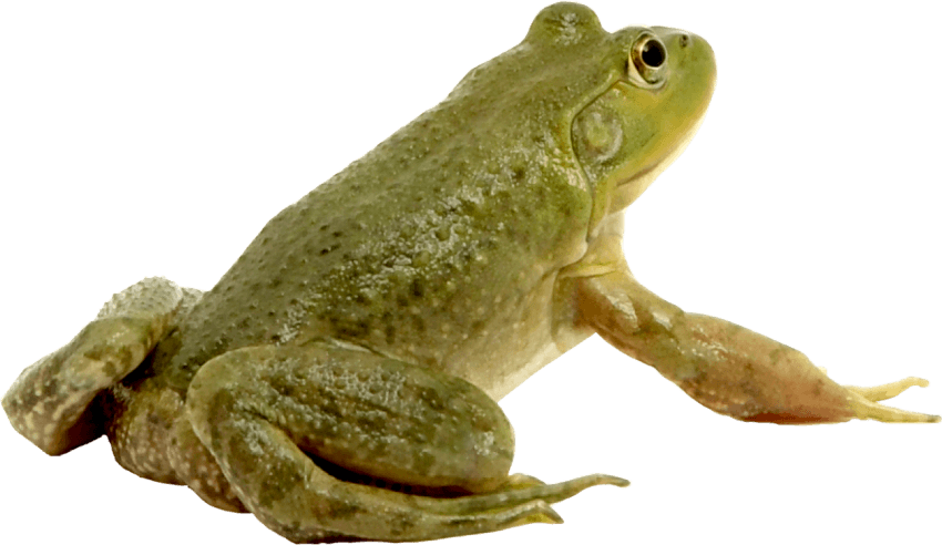 Free Png Frog Png Images Transparent - Frog Examples (850x492), Png Download