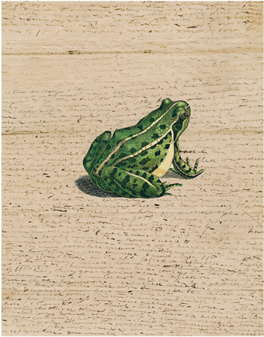 Frog Prince - Instagram (500x500), Png Download