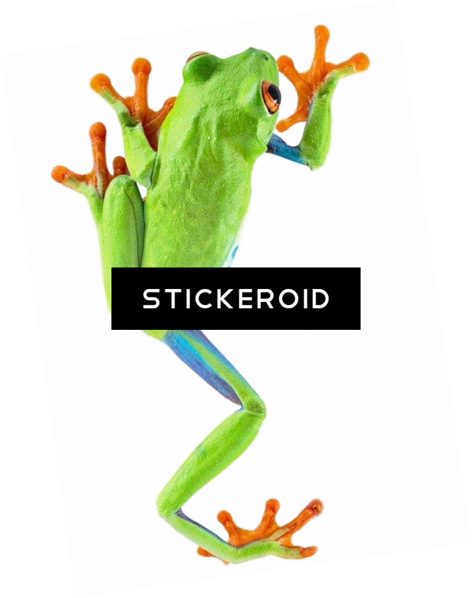 Frog - Red Eyed Tree Frog Transparent (682x863), Png Download