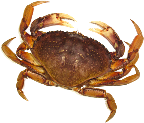 Crab Png Image - Crab Png (550x413), Png Download