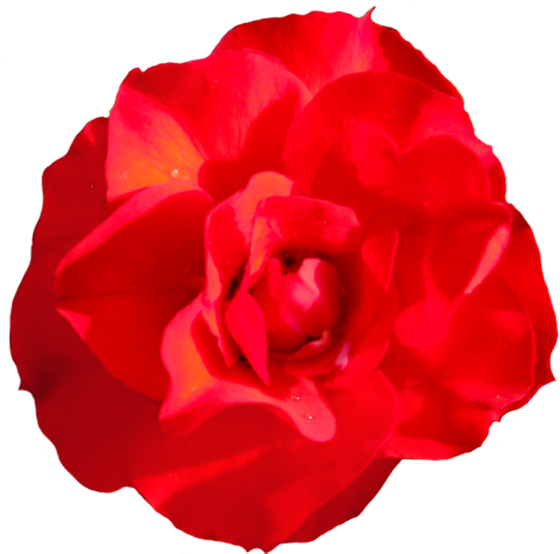 Head Of Singel Red Red Rose - Rose (594x591), Png Download