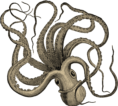 Go Back > Gallery For Octopus Png Clipart - Old Octopus Print (406x359), Png Download