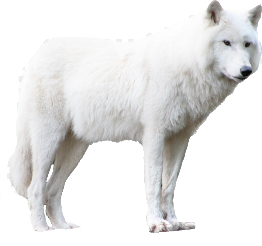 Wolf Hd Image Png (900x840), Png Download