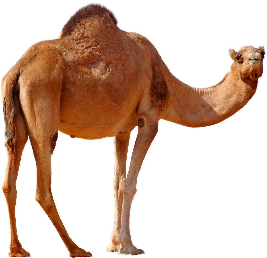 Desert Camel Standing Png Image - Camels In China (1600x1200), Png Download