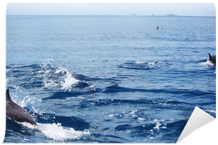 Dolphin (400x400), Png Download
