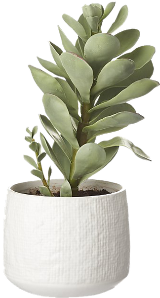 Succulent In Pot Png (324x600), Png Download