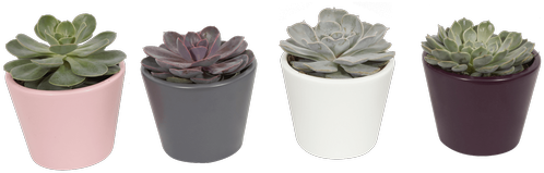 Pearl Succulent Collection • $13 - Royer's Flowers & Gifts (500x611), Png Download