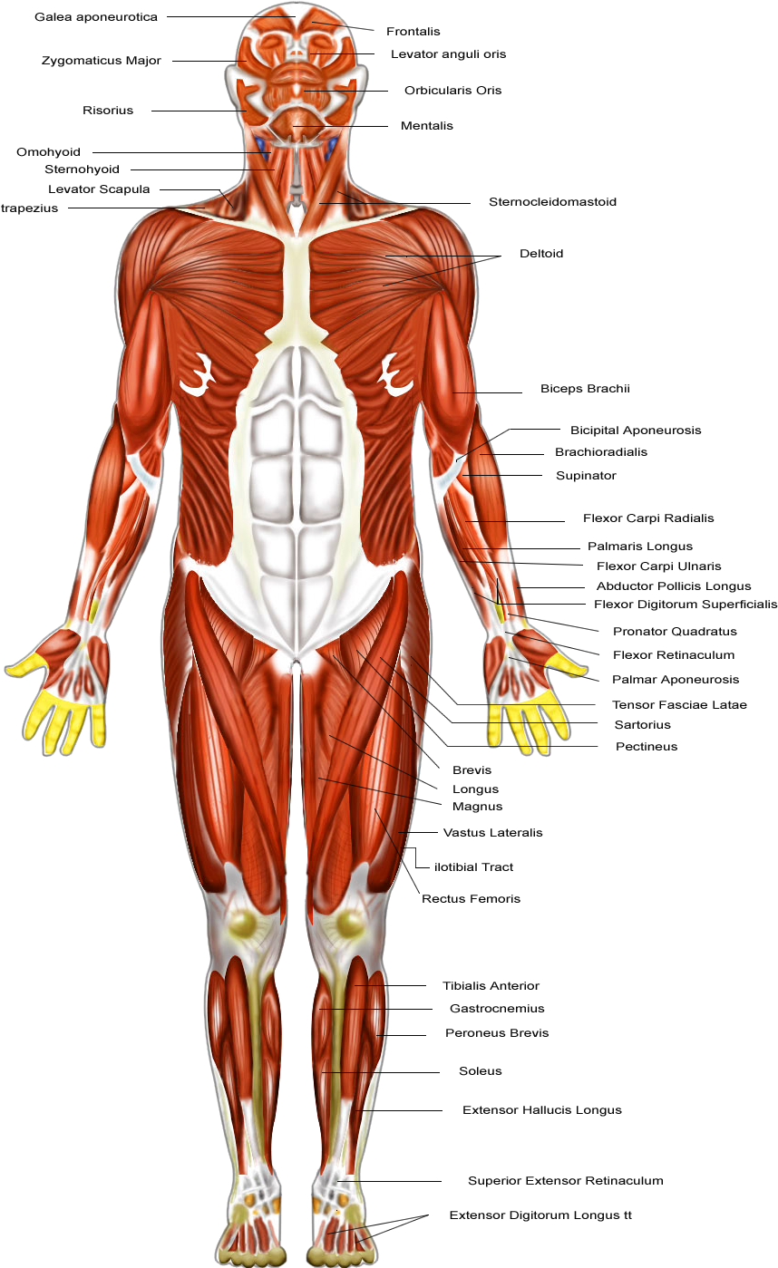 Muscular System - Muscular Organ (1024x1440), Png Download