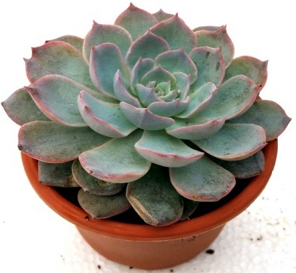 Echeveria Apus Succulent Plant - Echeveria Agri One Succulent (600x770), Png Download