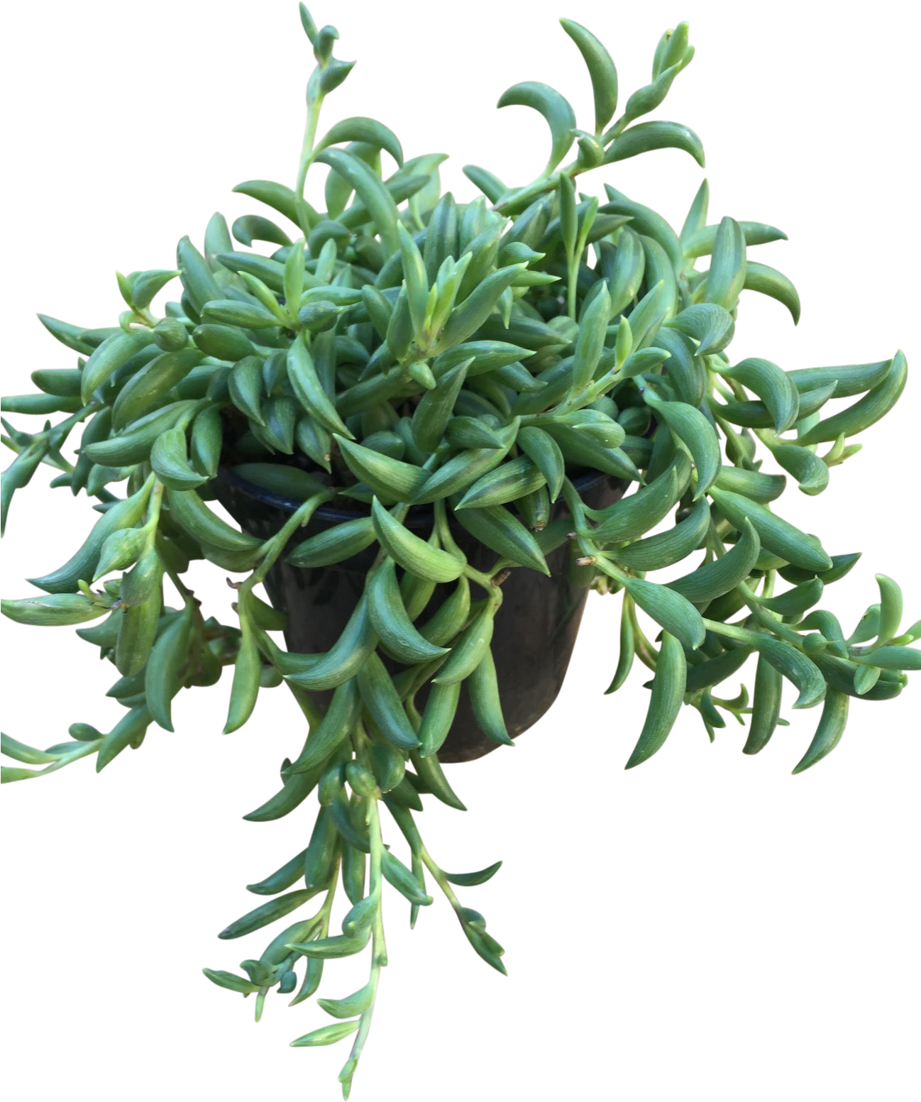 String Of Bananas - Banana (1297x1730), Png Download