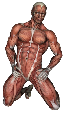 Tense Muscle (320x400), Png Download