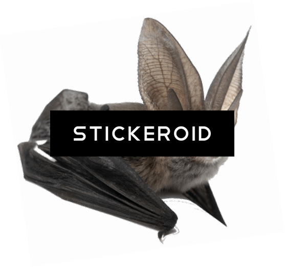 Bat Large Ears - Amazing Animals: Bats [book] (557x522), Png Download