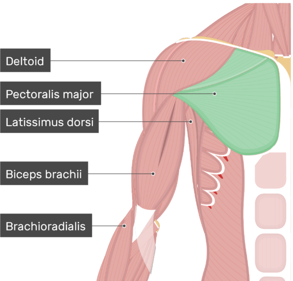 An Image Showing The Pectoralis Major Muscle Attached - Attachment Of Deltoid Muscle (574x550), Png Download