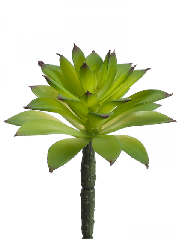 6" Succulent Green - Silk Plants Direct Succulent - Green - Pack Of 24 (800x800), Png Download