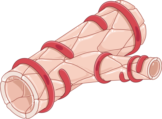 Arteriole And Smooth Muscle Cells - Arteriole Smooth Muscle (680x503), Png Download