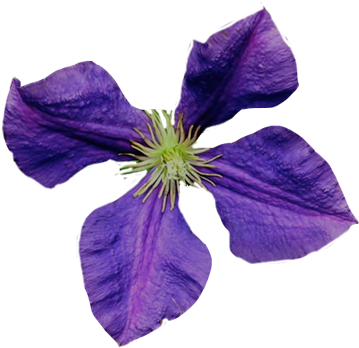 Flowers In Her Hair By A - Purple Four Leaf Flower (363x354), Png Download