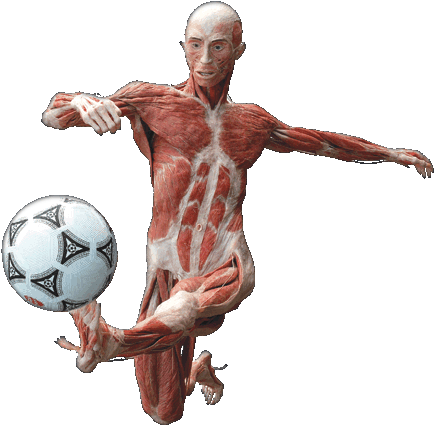 Anatomia Biomeccanica Fisiologia Ticinosthetics Gainzschool - Human Body (440x550), Png Download