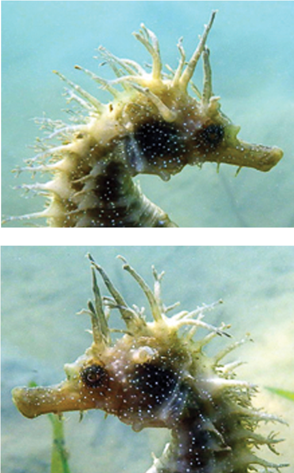 Seahorse Comparison - Seahorse (1000x1000), Png Download