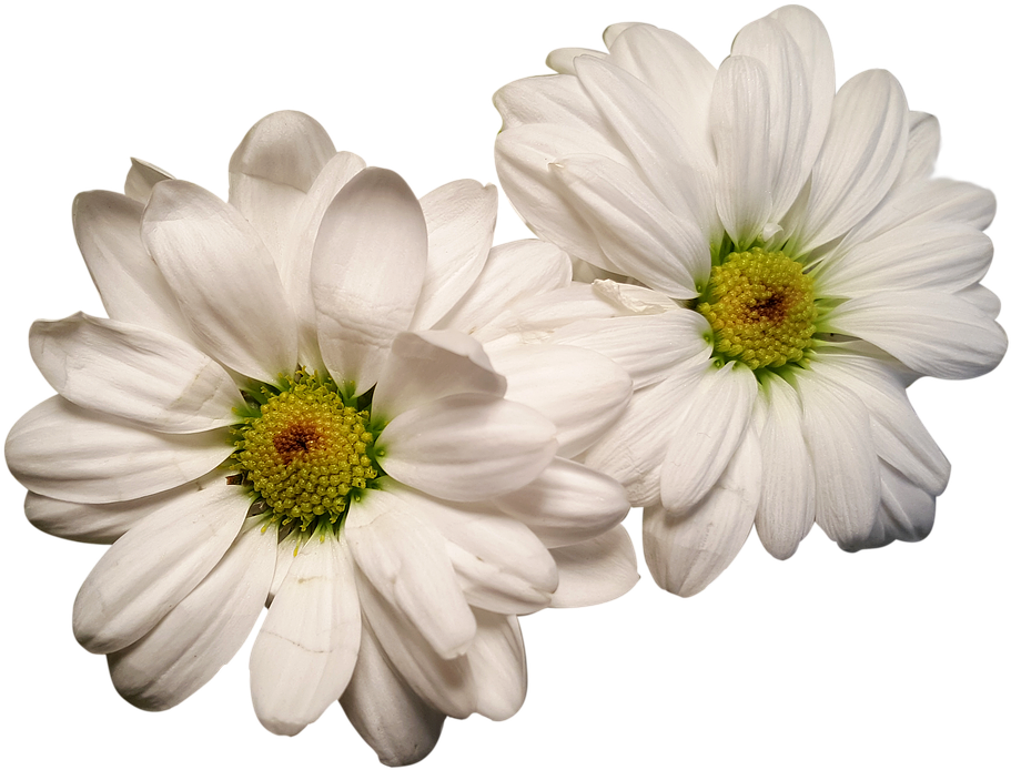 Canvas Print Exposed White Flowers Daisies Flower Heads - Margaritas Png (930x720), Png Download