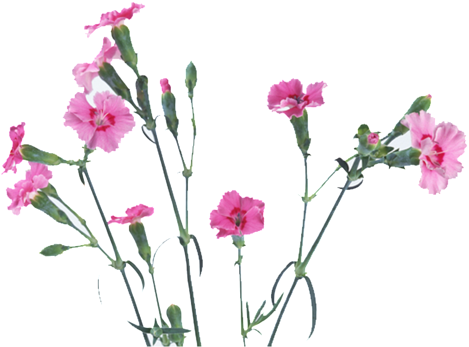 This Graphics Is Flower 1 About Flowers, Stuff, Vector, - 清新 淡雅 背景 图片 (1024x1024), Png Download