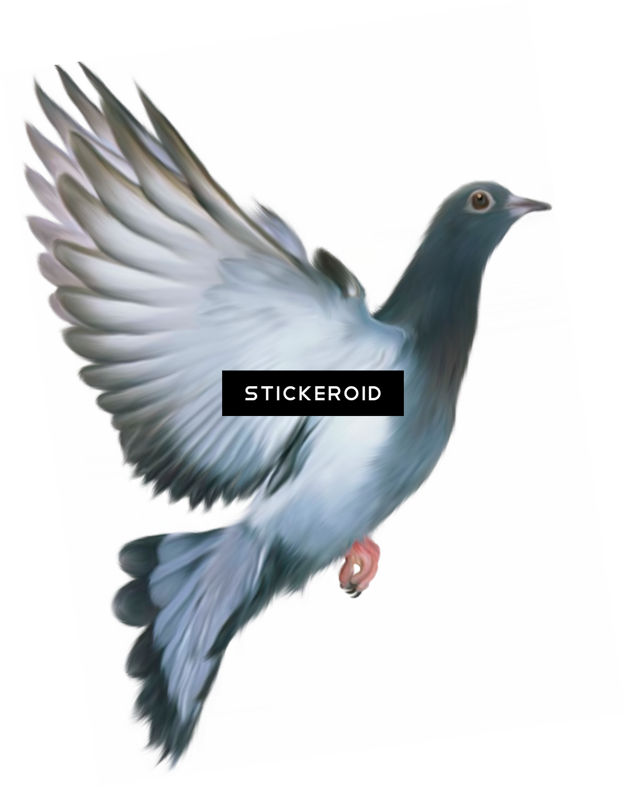Pigeon (1240x1557), Png Download