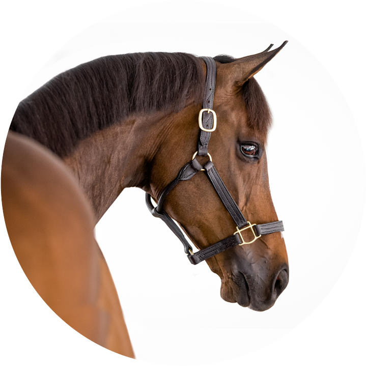 Equine White Background Horse Photography Sara Shier - Horse (750x751), Png Download