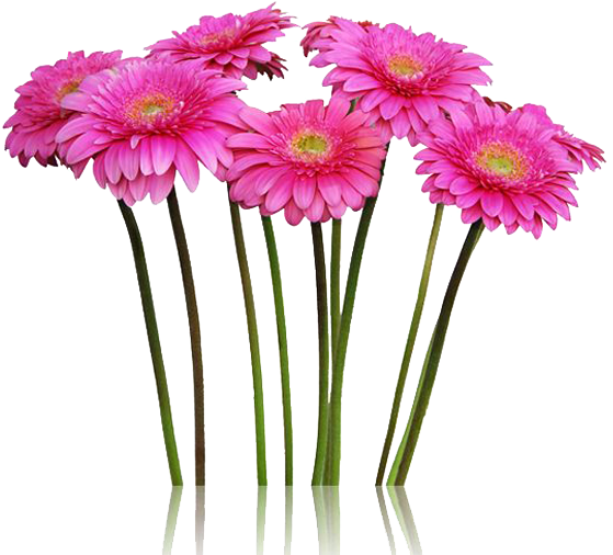 Ramo De Gerberas - Flores De Campo Png (600x600), Png Download