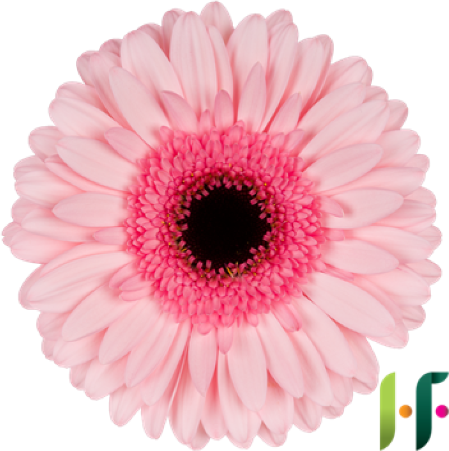 Gerbera Pink Black Center Pink Sensation Qb - Holstein Flowers (1024x1024), Png Download