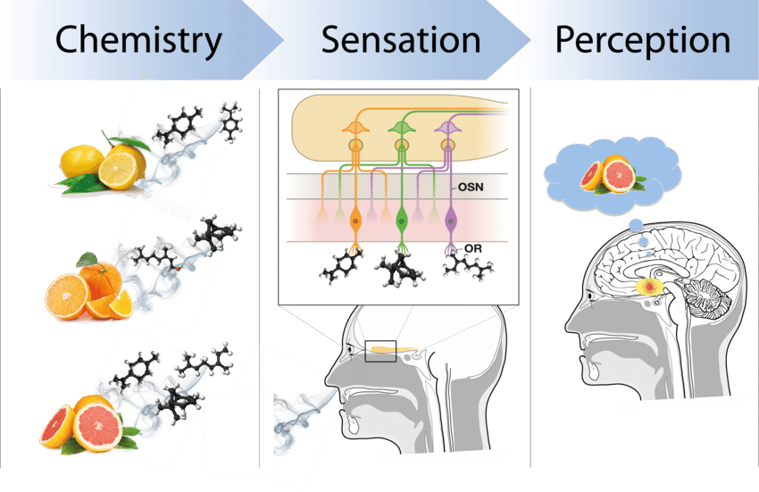 Citrus Fruits From Chemistry To Sensation To Perception - Sensation To Perception Diagram (850x551), Png Download