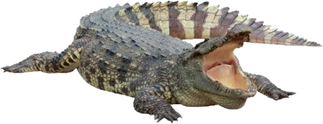 Report Abuse - Imagenes De Cocodrilos Sin Fondo (1120x492), Png Download