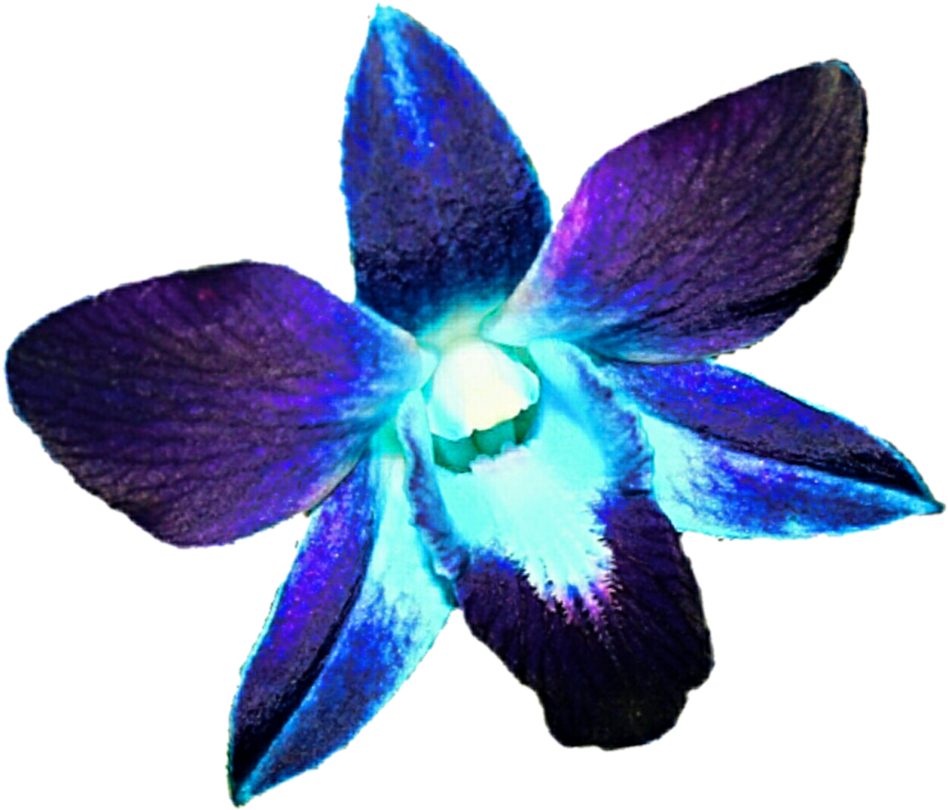 Blue And Purple Orchids Png (969x824), Png Download