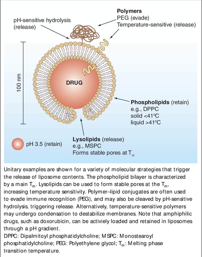 Schematic Of Triggered-release Liposome Structure - Structure (850x1081), Png Download