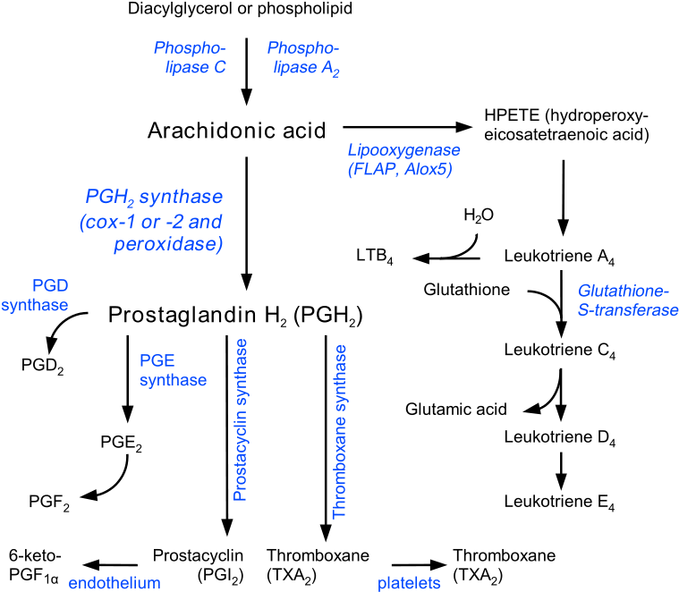 While The Nuances Of All These Processes Are Beyond - Prostaglandin Synthesis (800x713), Png Download