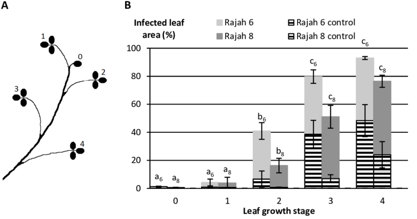 Representation Of Leaf Growth Stages 0 To 4 In Red - Leaf (850x447), Png Download