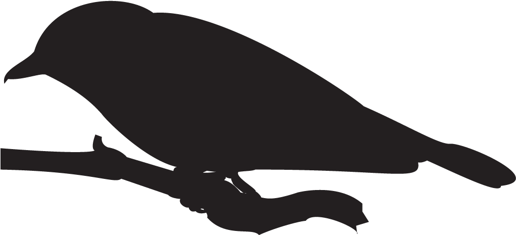 Philadelphia Vireo - All About Birds (1024x1024), Png Download