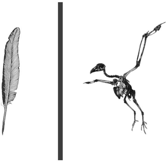 All Issues - Feather (600x600), Png Download