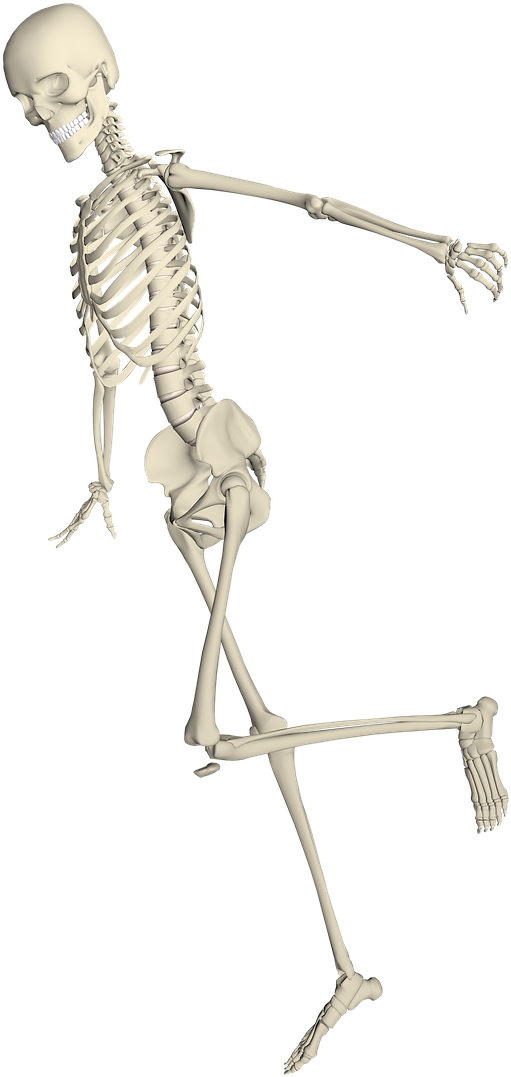 Skeleton Weis Fall Run Stumble Png Image - Skeleton Run Transparent Background (853x1280), Png Download