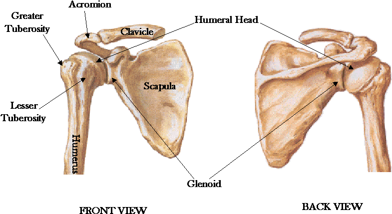 Bones Joints Of The Shoulder Shoulderdoc By Prof Blank - Shoulder Blade (829x450), Png Download