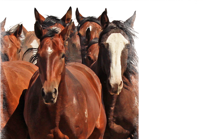 Buffalo (660x600), Png Download