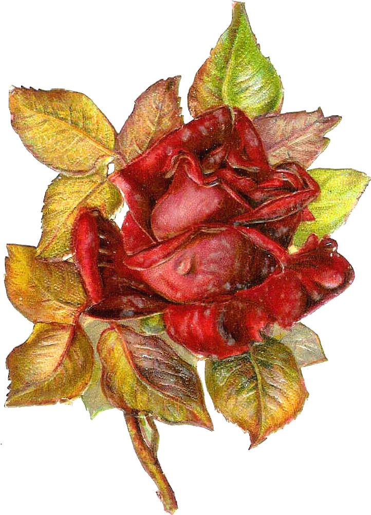 Free Flower Clip Art - Victorian Red Rose Transparent (813x1127), Png Download