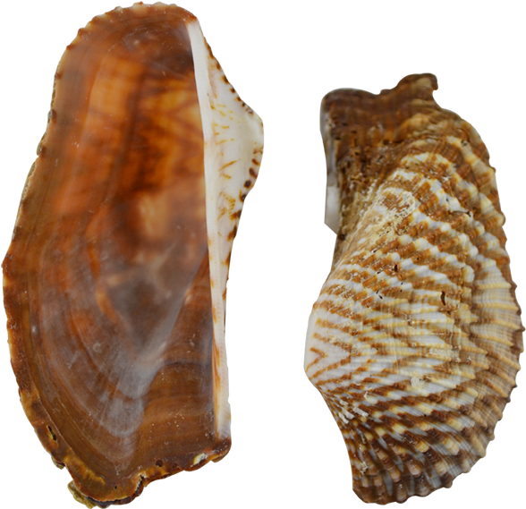 Turkey Wing Shells Seashells 2-2.5" 1 Gallon (733x1100), Png Download