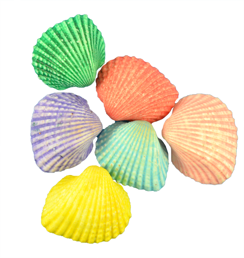 Ark Dyed Shells - Ark Dyed Shells Seashells .75-1.25" 1 Kilo (1100x1100), Png Download