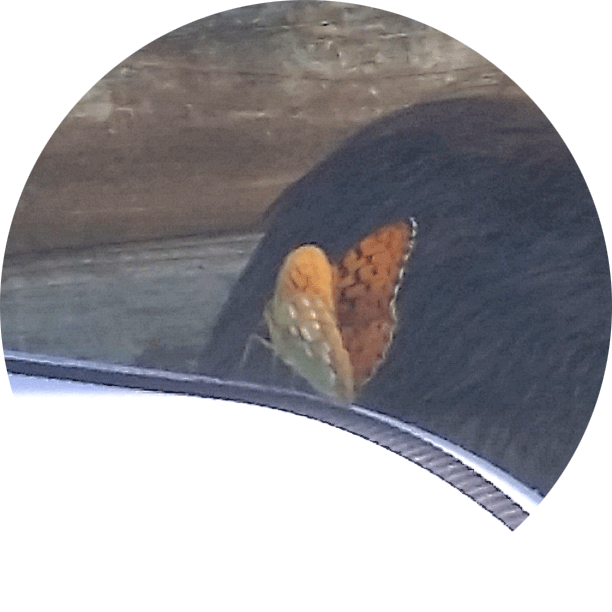 Crop 612 Px - Lycaena (612x612), Png Download