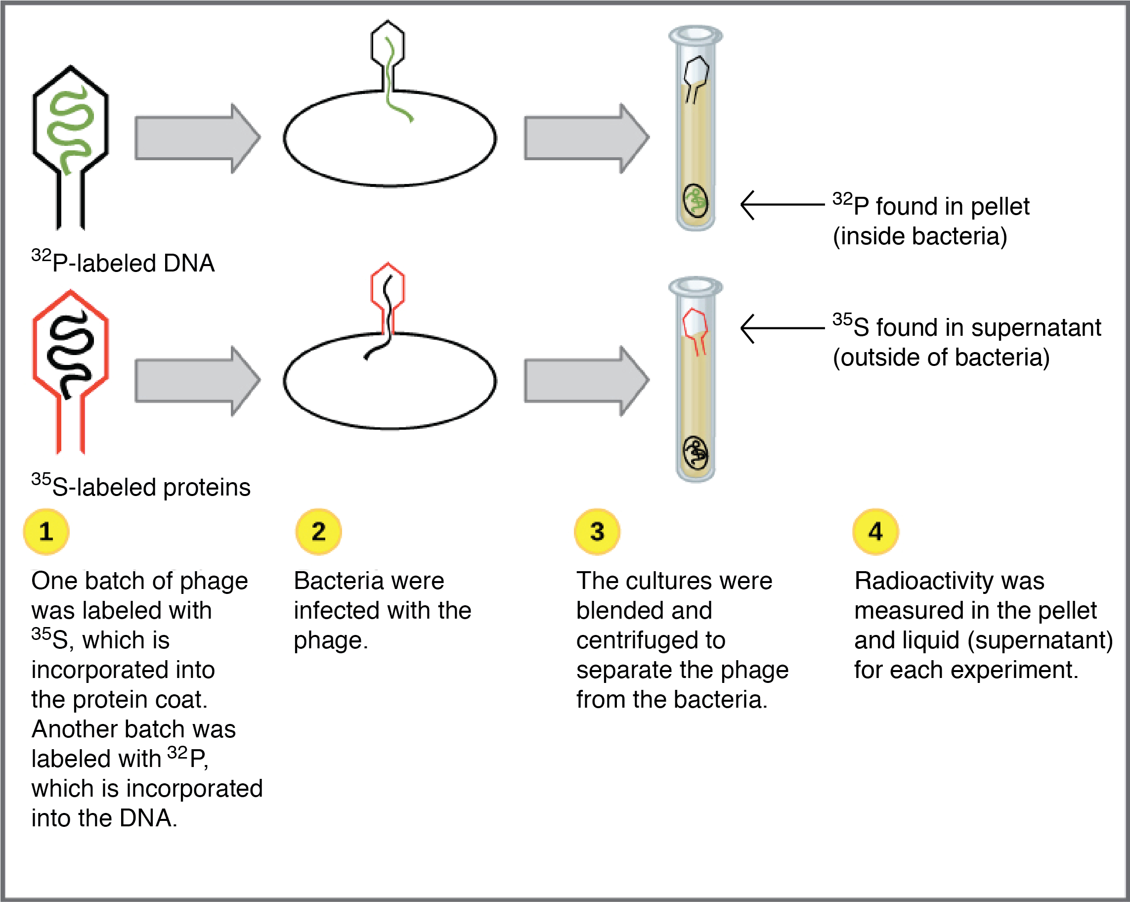 Dna As The Genetic Material - Dna (2769x1887), Png Download