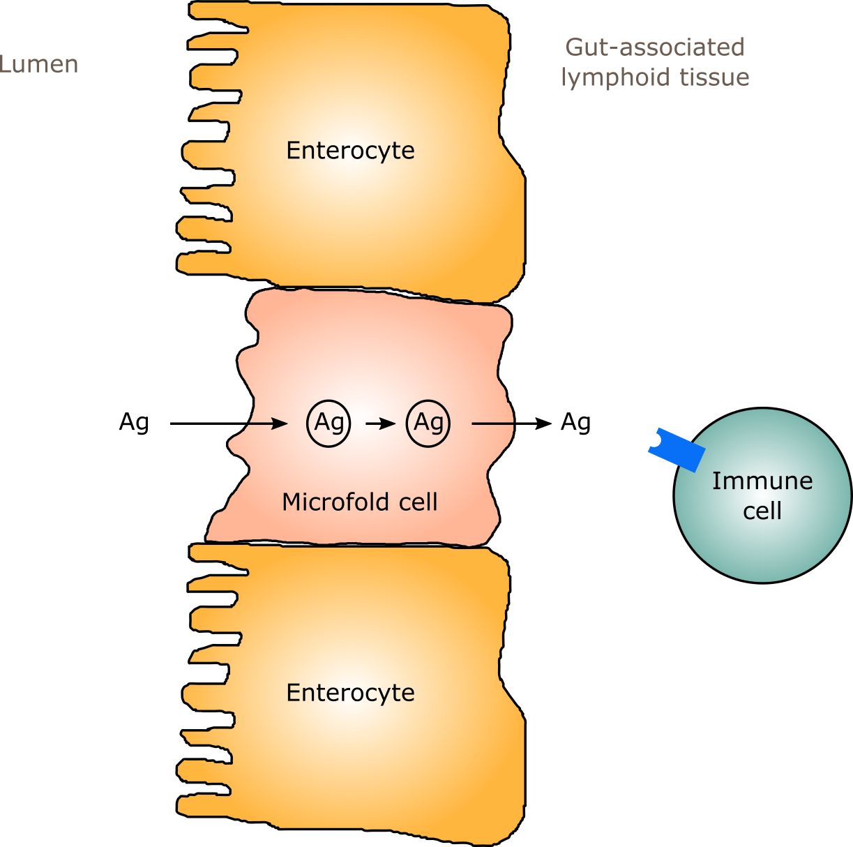 Transvesicular Transport By Microfold Cells - Microfold Cells (1223x1214), Png Download
