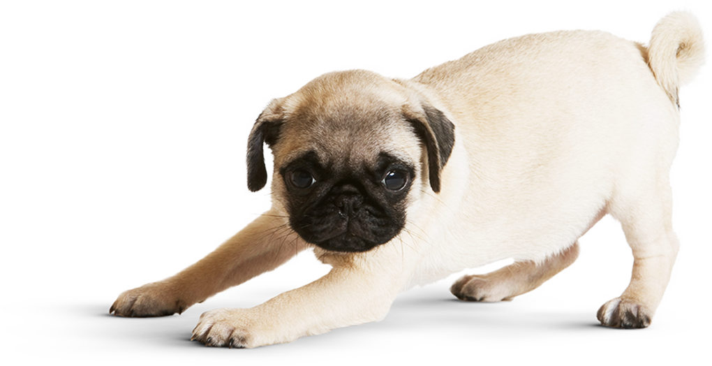Pugs Are Most Recognized For Their Wrinkly Face, Short - Pug (1020x524), Png Download