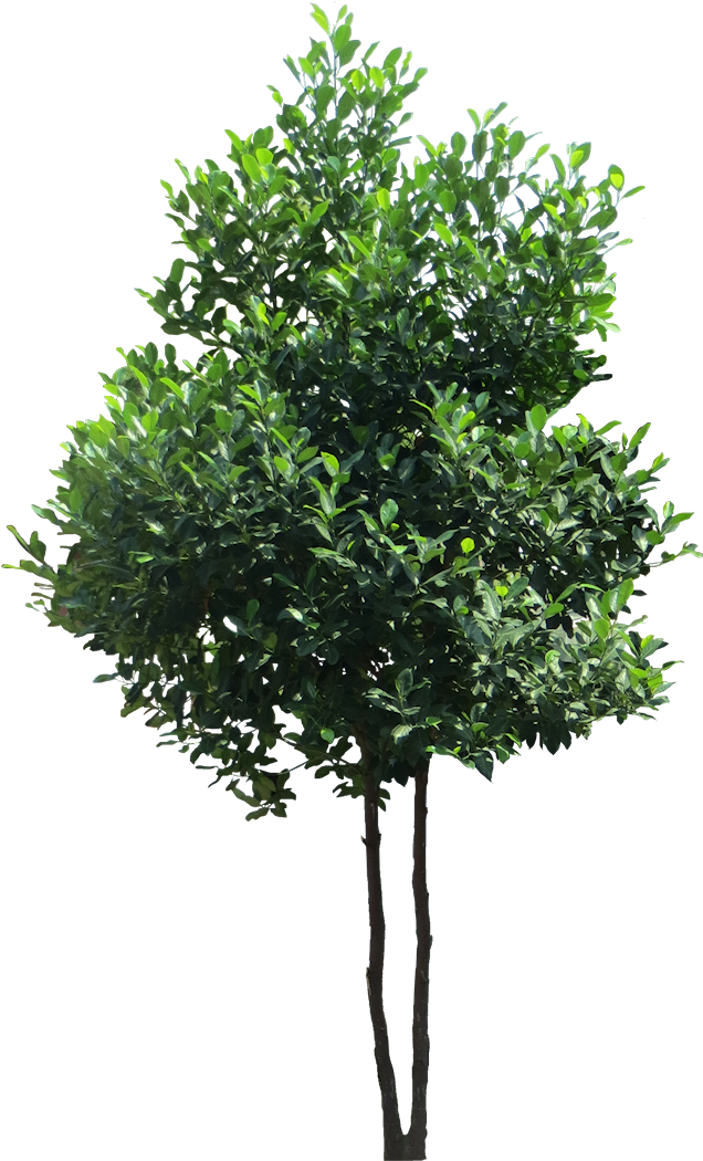 Artocarpus Heterophyllusl Evergreen Trees, Trees And - Tree Transparent (661x1054), Png Download