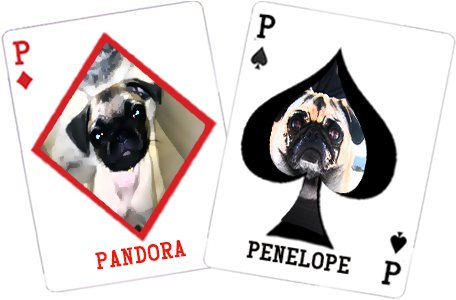 Pair Of Pugs - Pug (790x300), Png Download