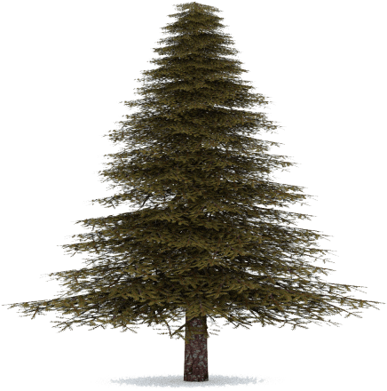 Fir Tree Transparent (480x480), Png Download